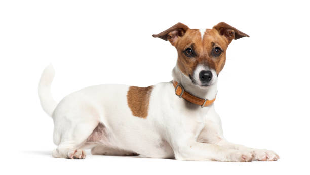 Hogyan Fokozzák a Nyakörvek a Háziállatok Biztonságát és Képzését?