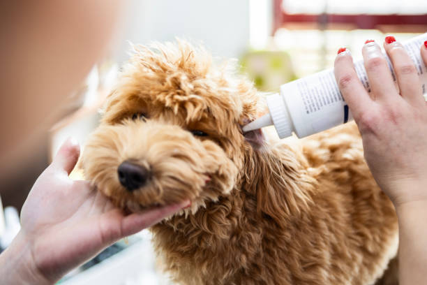 Az Enyhe Összetételek Szerepe a Kutya Fültisztítókban