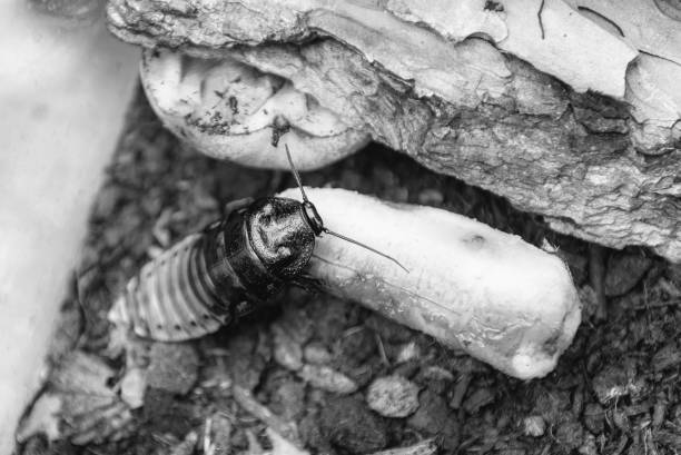 Hogyan Szüntetik Meg a Csótányirtók a Fertőzéseket?