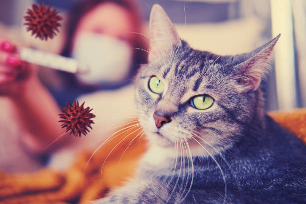 Az Antioxidánsok és Probiotikumok Szerepe a Macska Immunrendszer Erősítésében