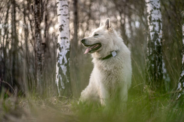 A Valós Idejű Nyomon Követés Szerepe a Kutya GPS Eszközökben