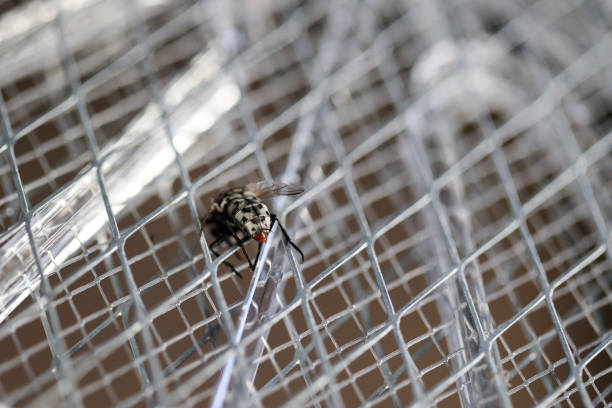 Az UV-fény szerepe az elektromos rovarcsapdákban