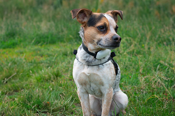 Az Anyag és Illeszkedés Szerepe a Háziállat Nyakörvekben