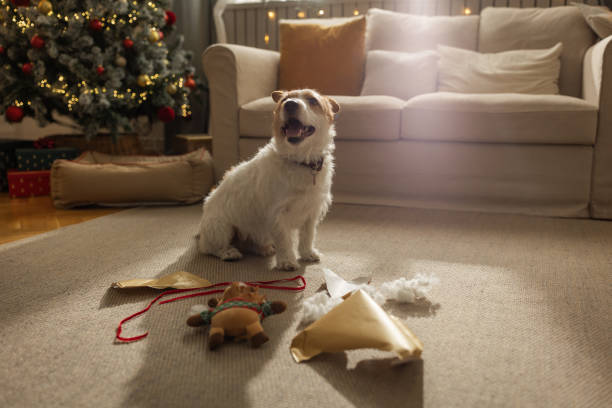 A Tartósság és Biztonság Szerepe a Kutya Játékokban