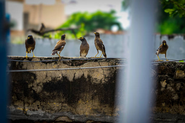 Hogyan védenek a madárriasztók kerteket és épületeket