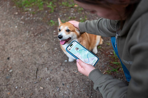 Hogyan Növelik a Kutya GPS Nyomkövetők a Háziállatok Biztonságát és Visszaszerzését?
