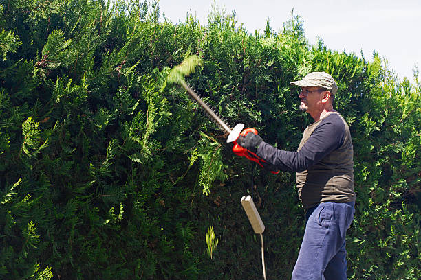 Legjobb elektromos sövényvágók - Kiemelt kép